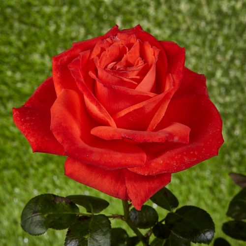 Rosen Online Gärtnerei - floribunda-grandiflora rosen  - rot - Rosa Prominent® - diskret duftend - Reimer Kordes - Sehr attraktive Blüten, geeignet als Schnittrose.